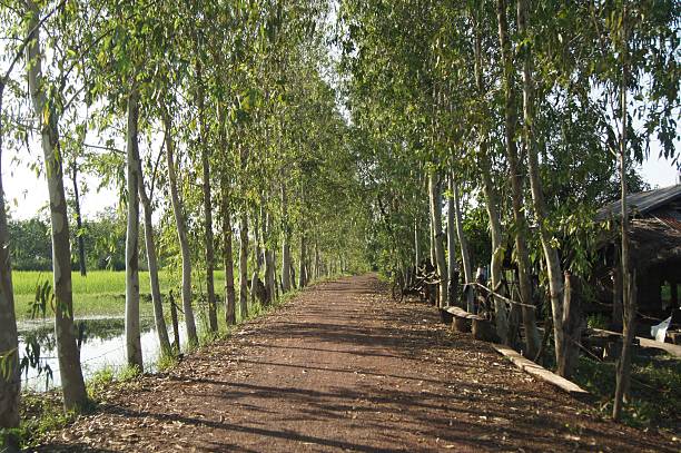 istock Eucalyptus trees planted on both sides of the road occurs 629227936