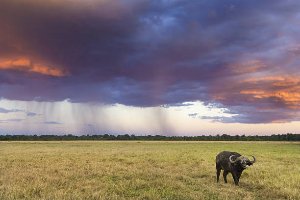 An evening rainstorm and a lone African buffalo (Syncerus caffer) on the Masai Mara in Kenya.