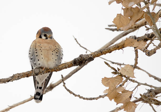 American Kestrel perched cottonwood Littleton Colorado winter copy space Perched on a cottonwood branch during a cold winter morning, an American Kestrel looks out over Harriman Reservoir in Littleton, Colorado. littleton colorado stock pictures, royalty-free photos & images