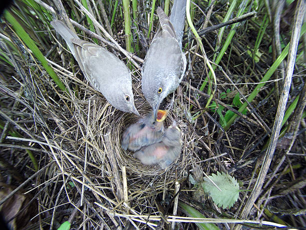 istock Barred Warbler (Sylvia nisoria). Nest bird 629231264