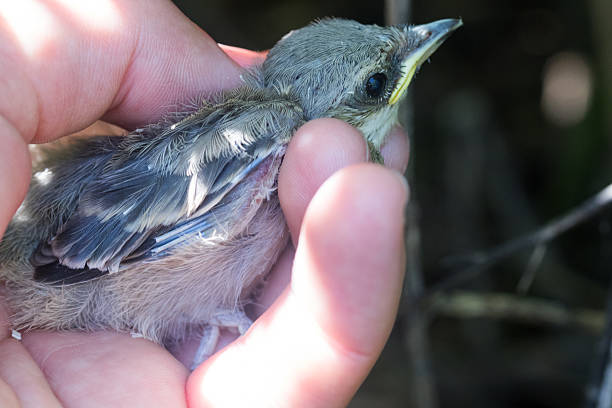 The boy feeds the birds with seeds from his hand. Sparrow eats seeds from the boy's hand The Sparrow sits on boy's hand.