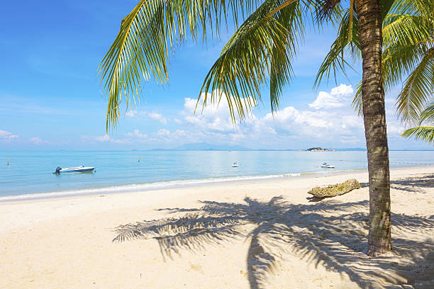 Palm tree casting shadows at beach in Penang, Malaysia Asia