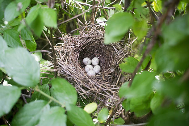 istock Barred Warbler (Sylvia nisoria). Nest bird 629231572