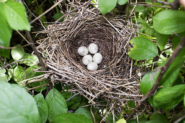 istock Barred Warbler (Sylvia nisoria). Nest bird 629231642