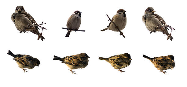 istock Sparrow on branch, isolated on white 629238306