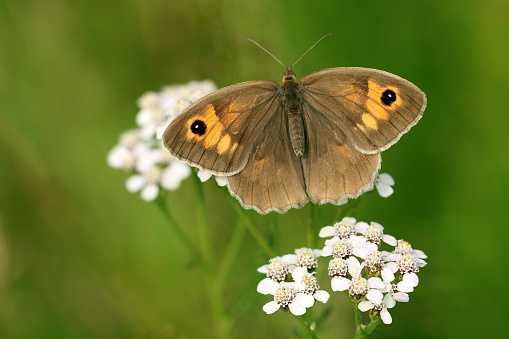 Noble butterflies
