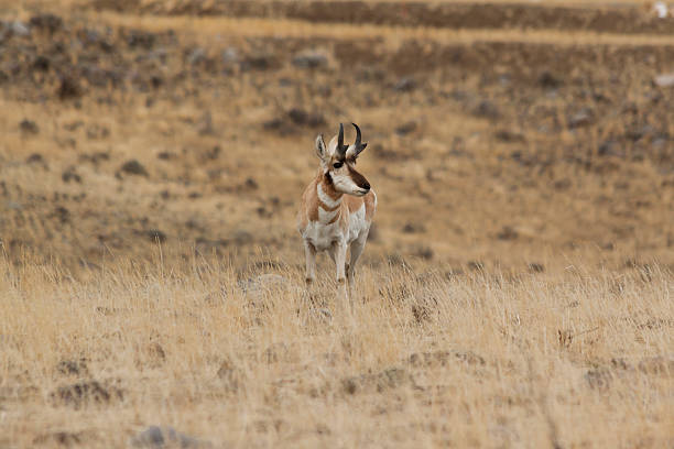 istock Male Pronghorn standing at attention. 629240220