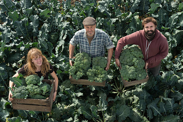 istock People Carrying Crates of Broccoli 629240286