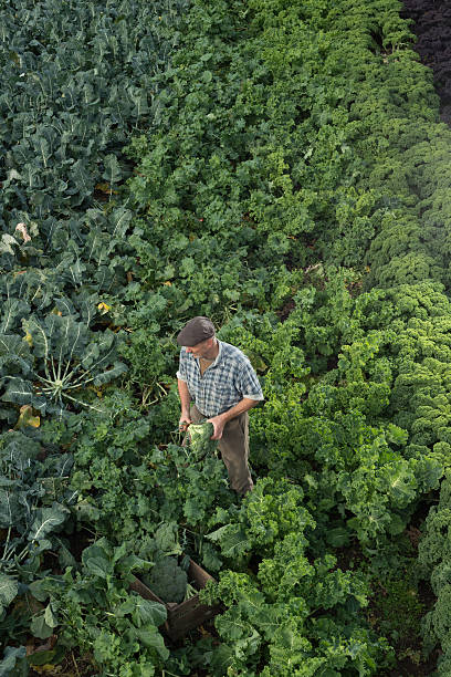 istock Man Holding Broccoli Head in Kale Field 629240322