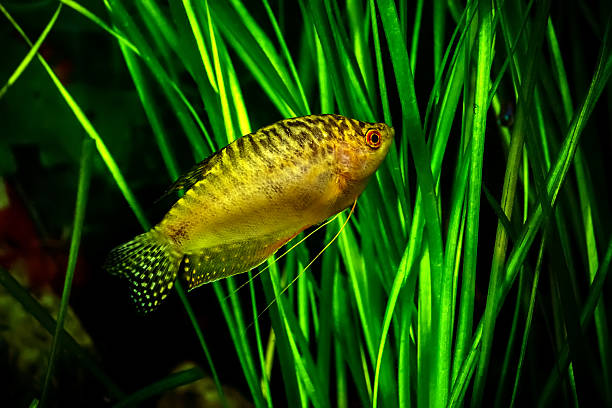 Aquarium Fish Golden gourami Aquarium Fish Golden gourami - Trichogaster trichopterus Gold trichogaster trichopterus stock pictures, royalty-free photos & images