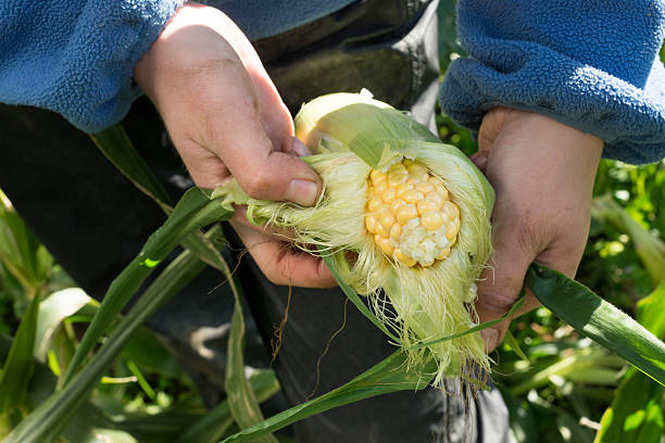 istock Hands peel husk from organic cob of corn in field 629240632