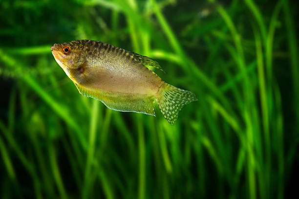 Honey gourami - tropical aquarium fish Honey gourami - golden tropical aquarium fish trichogaster trichopterus stock pictures, royalty-free photos & images