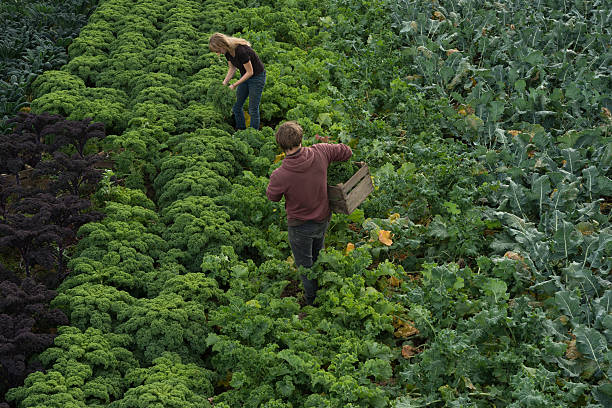 istock Two Persons in a Kale Plantation 629241360
