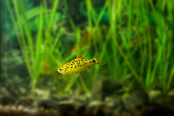istock Barbus semifasciolatus (Puntius semifasciolatus) 629241382