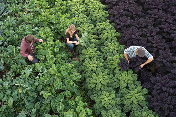 three people in field picking organic kale and vegetables