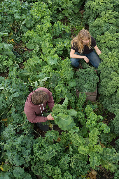 istock Man and Woman Harvesting Kale 629241570