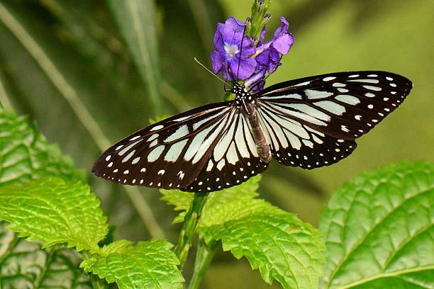 istock Small wood nymph butterfly 629241574