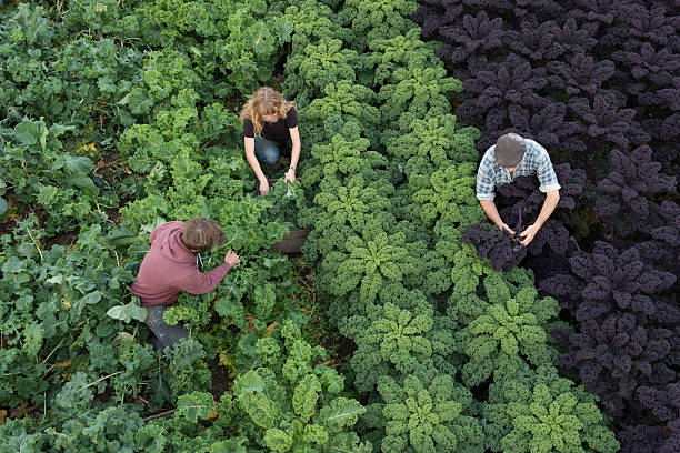istock Three People Harvesting Purple and Green Kale 629241588