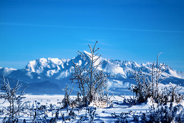 istock Branches covered with snow and ice in cold winter weather 629247044