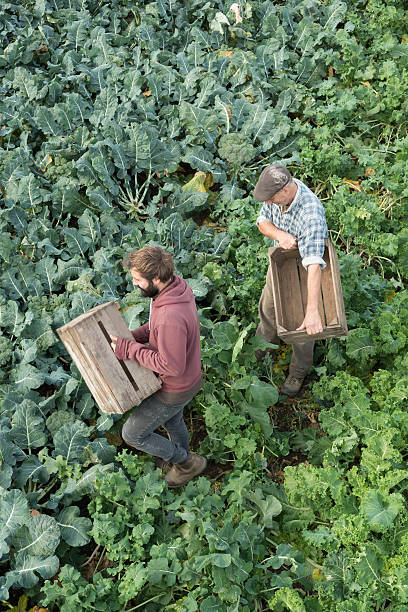 istock Two Men with Crates in a Broccoli and Kale Field 629247050