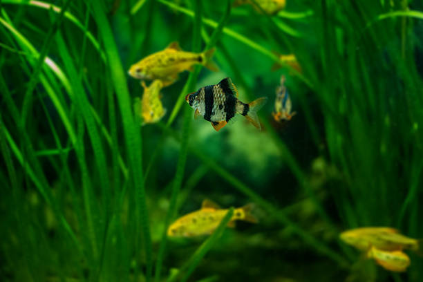 istock Sumatra barb fish in the aquarium 629247274