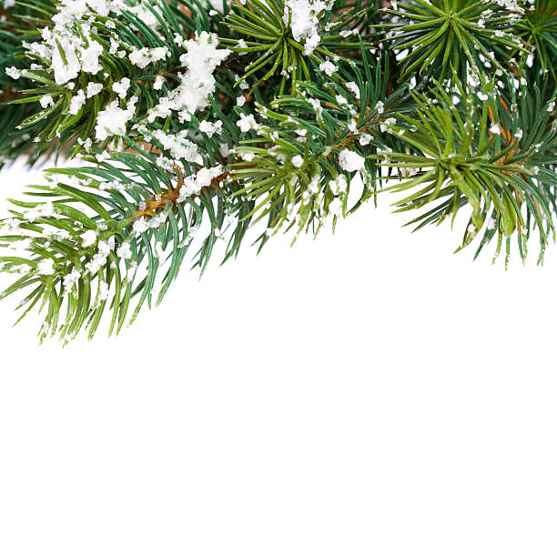 branch of Christmas tree over white