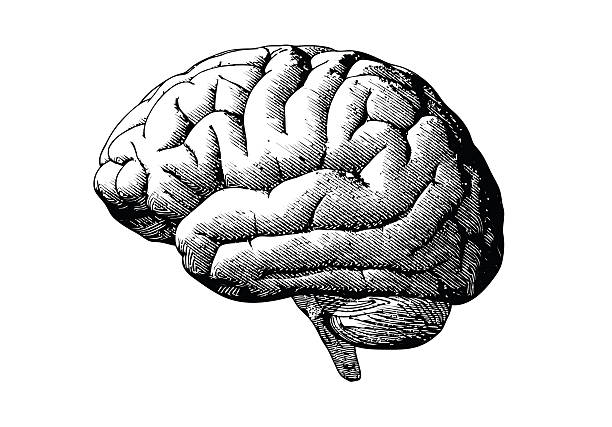 Engraving brain with black on white BG Engraving brain illustration in grayscale monochrome color on white background human brain illustrations stock illustrations