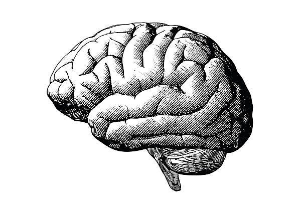 Engraving brain with black on white BG Engraving brain illustration in grayscale monochrome color on white background engraved image stock illustrations