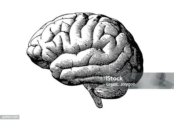 Engraving Brain With Black On White Bg Stock Illustration - Download Image Now - Illustration, Drawing - Activity, Retro Style