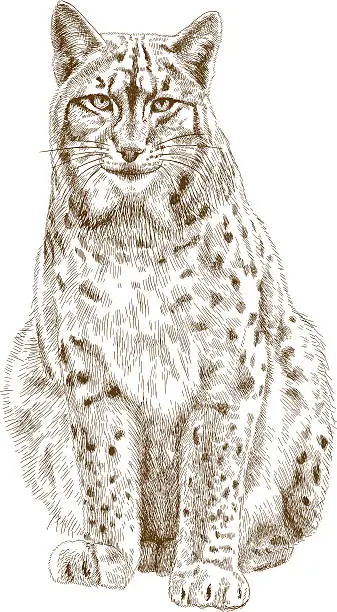 Vector illustration of engraving  illustration of lynx