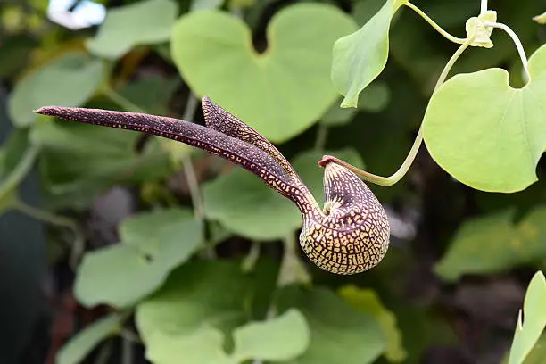 A dutchman's pipe flower hangs from the vine showing off its beauty.