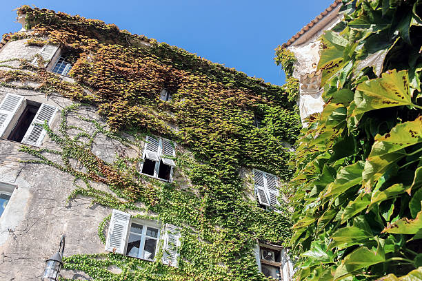 istock creeper plants on buildings in eze village 629253888