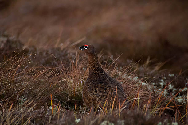 istock Grouse in moorland 629254148