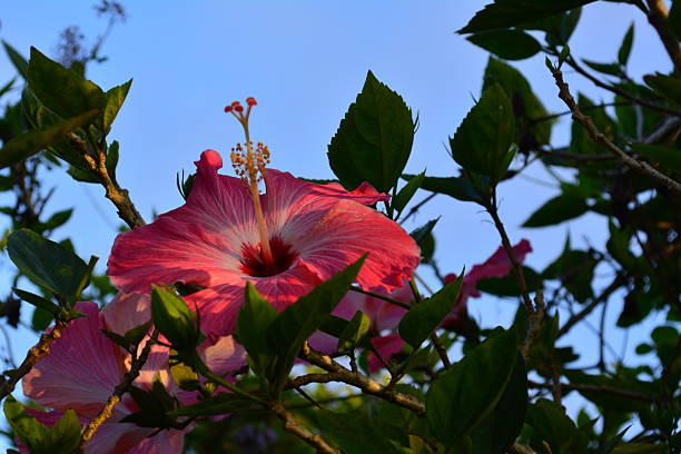 istock Beautiful hibiscus flower 629254936