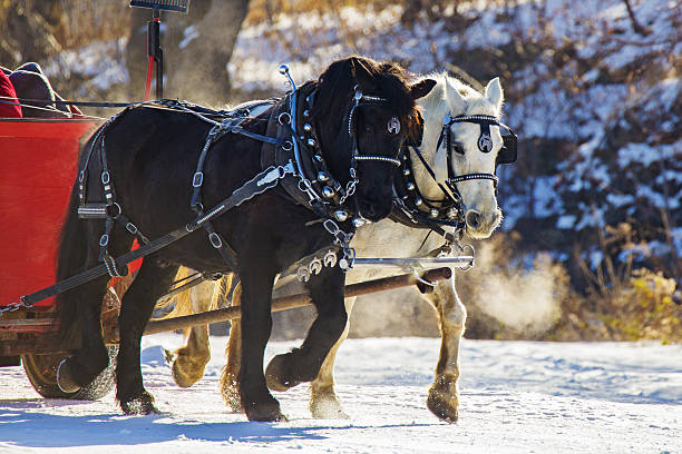 istock Clydesdale horses in winter 629256294