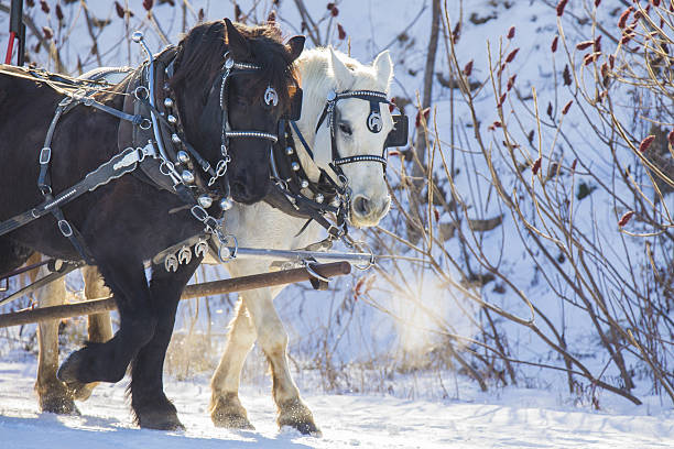 istock Clydesdale horses in winter 629256376