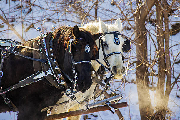 istock Clydesdale horses in winter 629256458