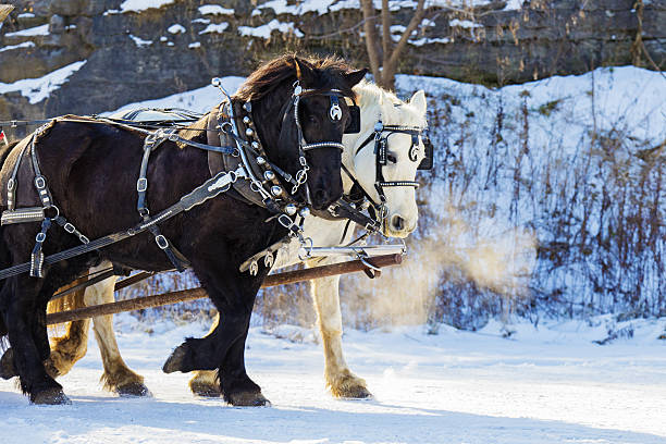 istock Clydesdale horses in winter 629256546