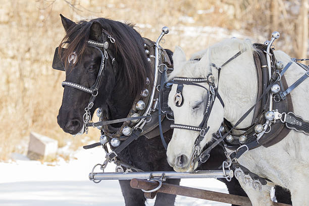 Pair of two white Spanish horses pulling a carriage in a marathon competition