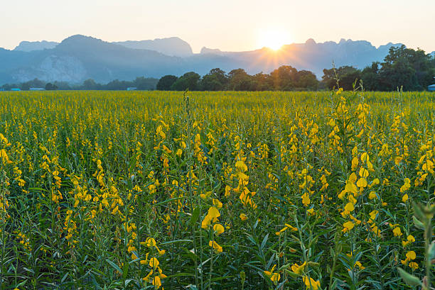 istock yellow flower in nature field 629256778