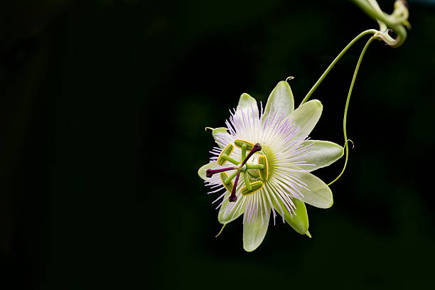 Close up of passion flower (passiflora caerulea) on black background