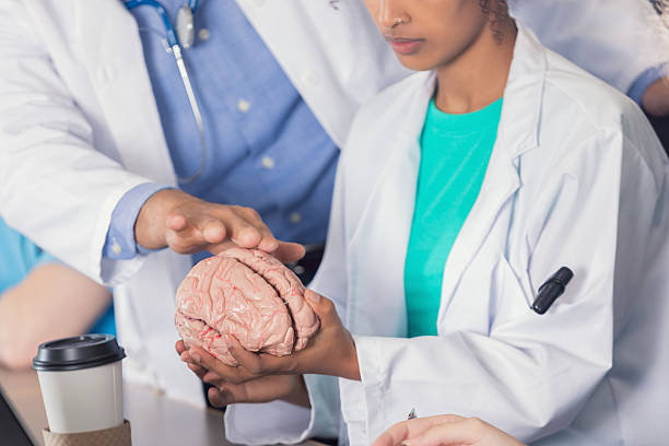 istock Medical school professor uses human brain model in class 629257444