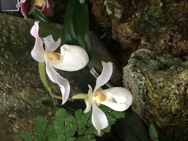orchidee bianche - ladyslipper foto e immagini stock