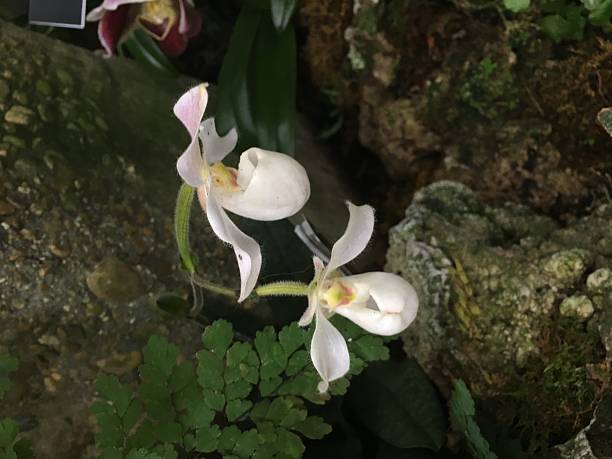 orquídeas brancas - ladyslipper imagens e fotografias de stock