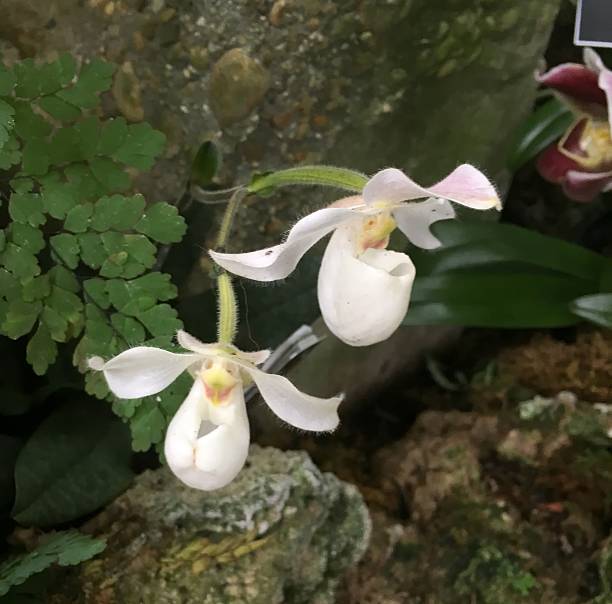 orquídeas brancas - ladyslipper imagens e fotografias de stock