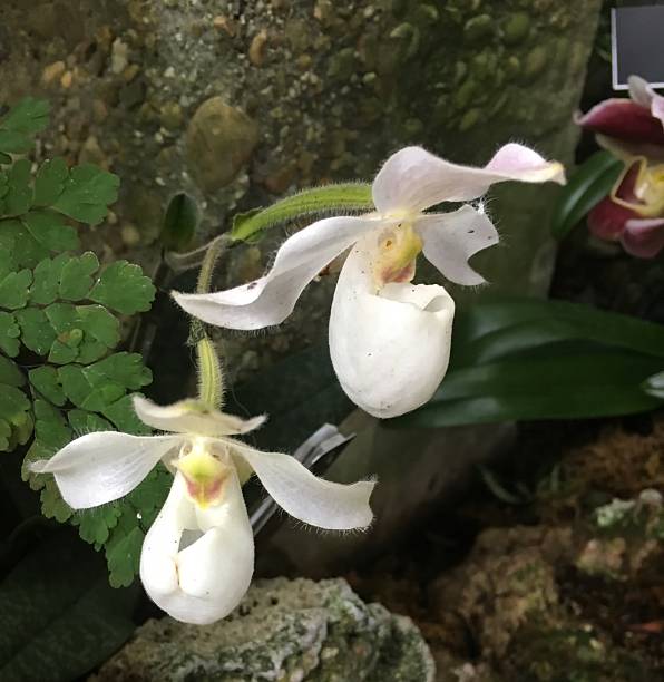 orchidee bianche - ladyslipper foto e immagini stock