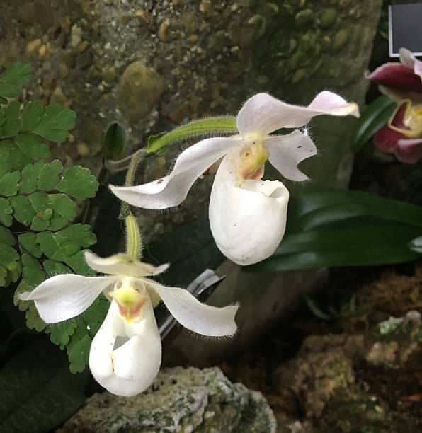 białe orchidee - ladyslipper zdjęcia i obrazy z banku zdjęć