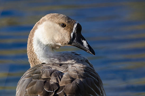 Profile of Young Chinese Goose on Waters of Peaceful Pond Profile of a Young Chinese Goose on the Waters of a Peaceful Pond chinese goose stock pictures, royalty-free photos & images