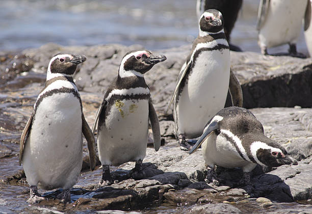 istock Penguin of Magellan 629263962
