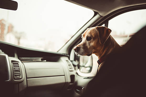 istock Dog on the road trip 629265188